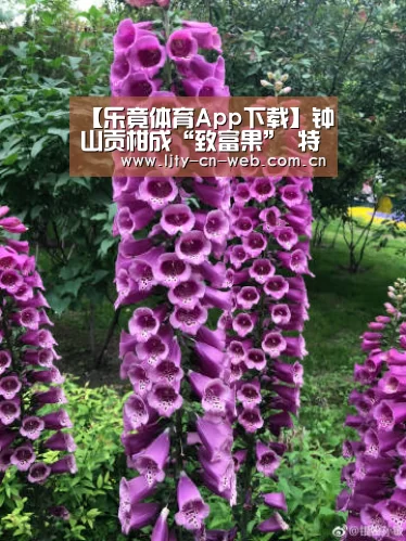 【乐竟体育App下载】钟山贡柑成“致富果” 特色农业促农增收(图3) 乐竟体育App下载